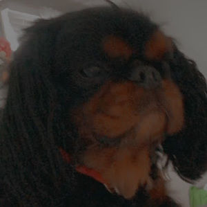 Meet your Posher, Frankie